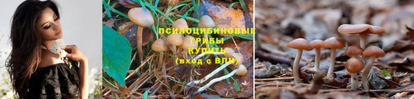 apvp Нягань